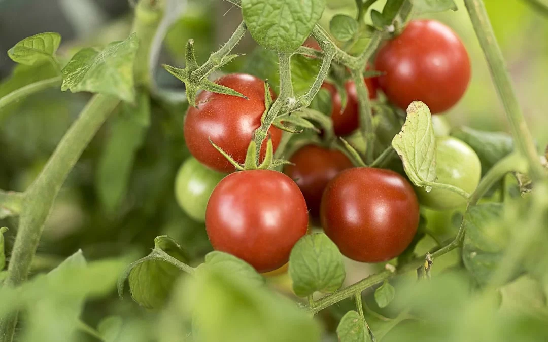 Vittoria Tomatoes: Ciliegino Premium Prodotto in Idroponica